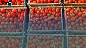 أسعار الطماطم والبطاطس والباذنجان تتصدر أسواق الخضراوات في سوهاج